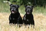 STAFFIE 138